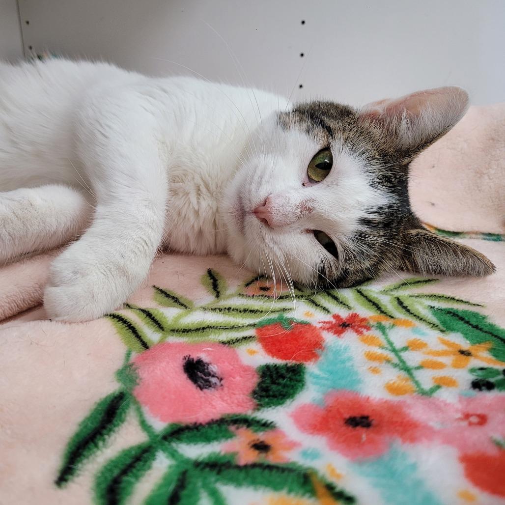 Enlarge Tala, a Adoptable Domestic Short Hair in Duncan, OK image 4/6