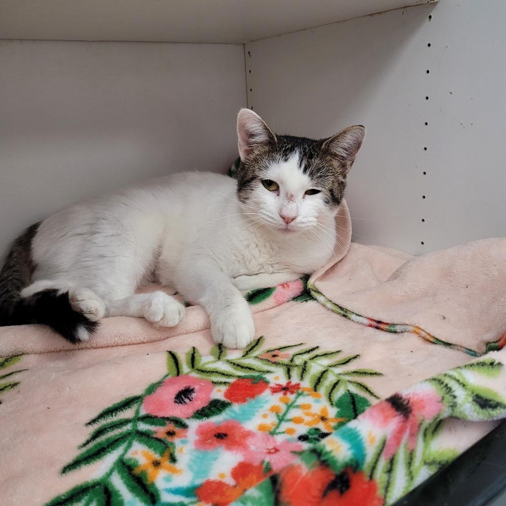 Enlarge Tala, a Adoptable Domestic Short Hair in Duncan, OK image 5/6