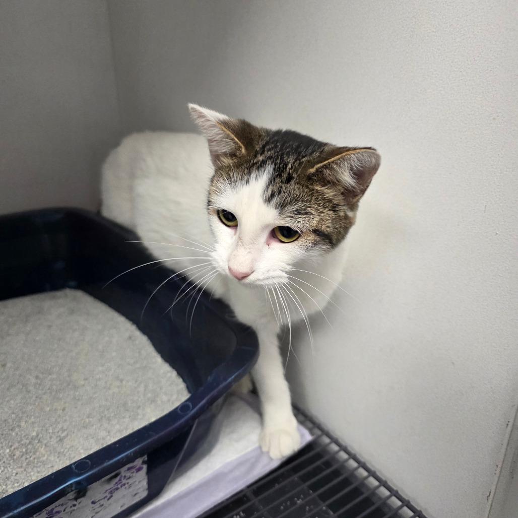 Enlarge Tala, a Adoptable Domestic Short Hair in Duncan, OK image 6/6