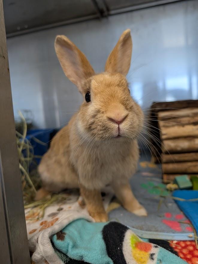 Enlarge Harley, a ADOPTABLE Bunny Rabbit in Coquitlam, BC image 1/2