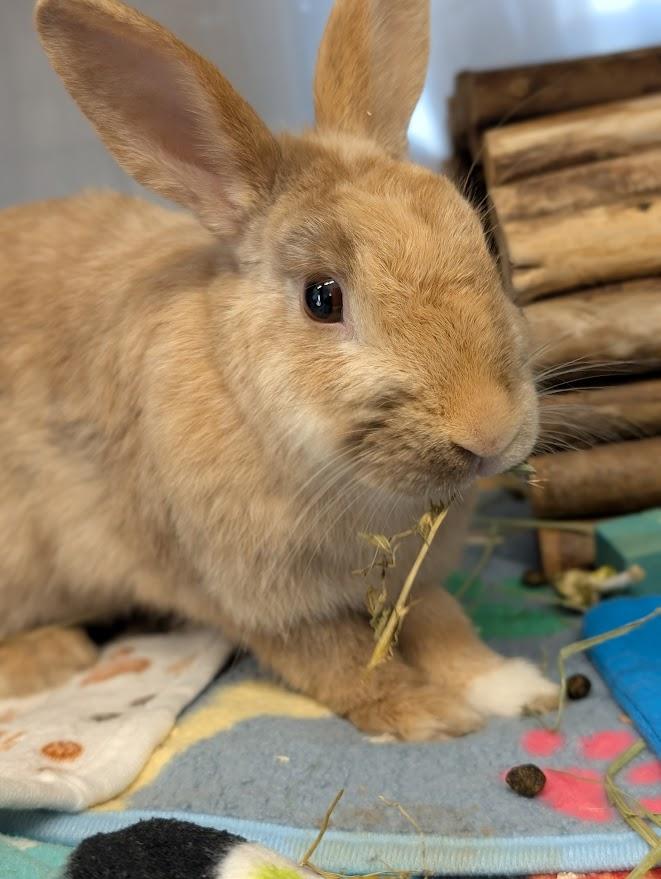 Enlarge Harley, a ADOPTABLE Bunny Rabbit in Coquitlam, BC image 2/2