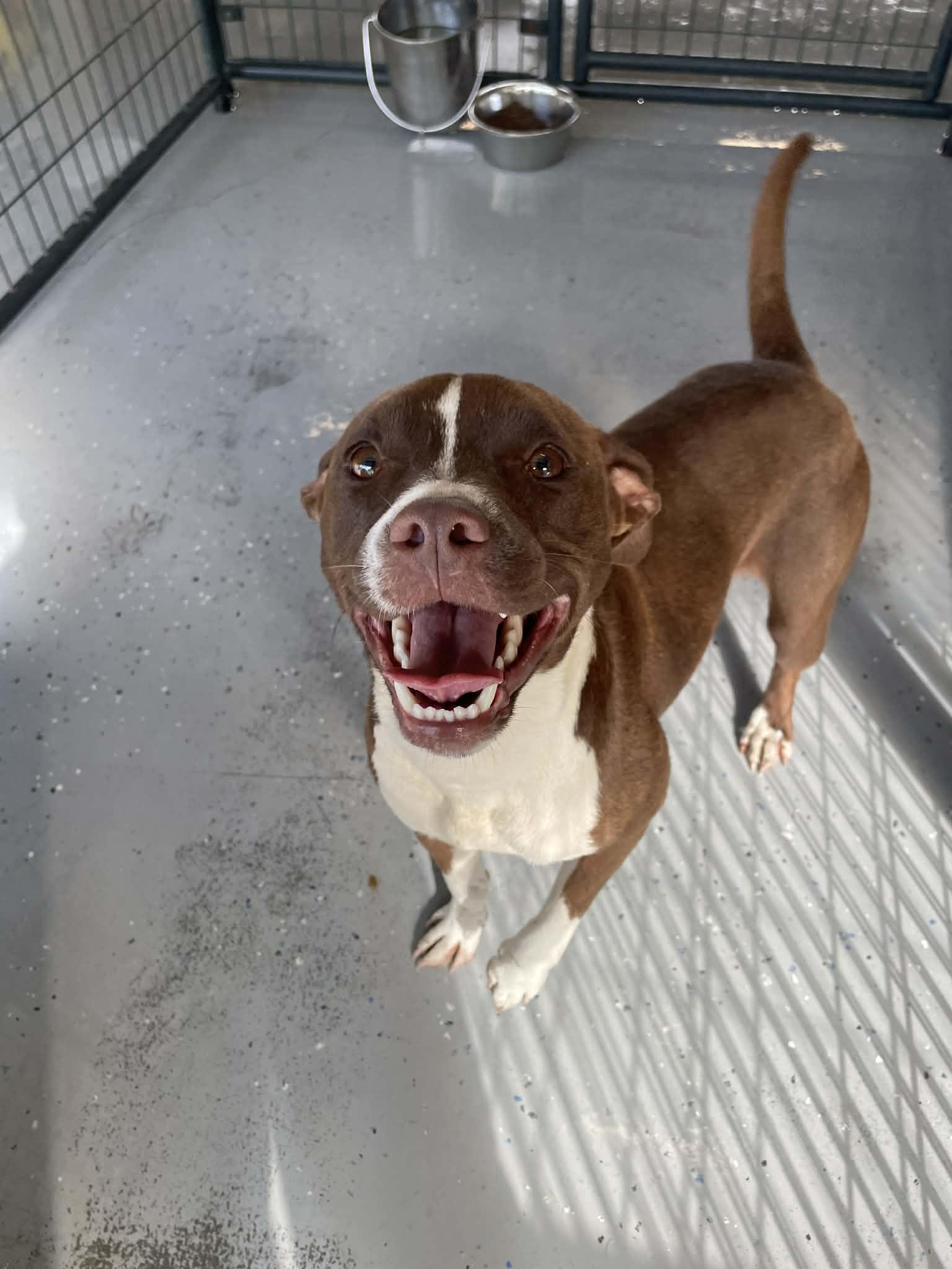 Peanut , ADOPTABLE, Young Male Pit Bull Terrier.