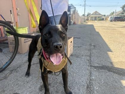 Enlarge Reese, a Adoptable mixed breed in Santa Paula, CA image 1/2