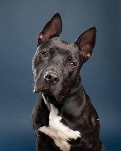 Enlarge Reese, a Adoptable mixed breed in Santa Paula, CA image 2/2