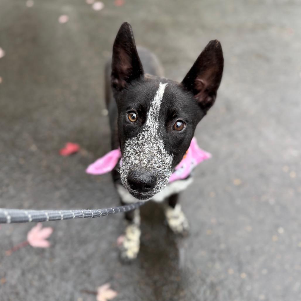 Florance, Adoptable, Young Female Australian Cattle Dog / Blue Heeler.