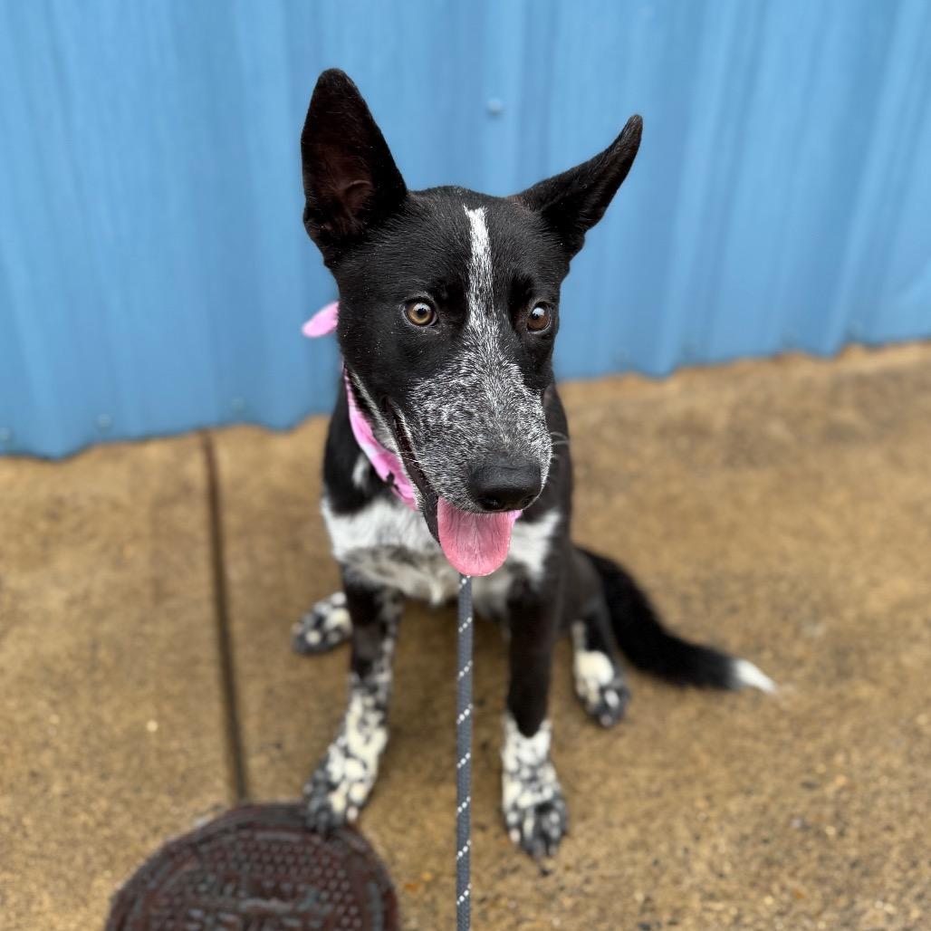 Enlarge Florance, a Adoptable mixed breed in Newberg, OR image 2/6