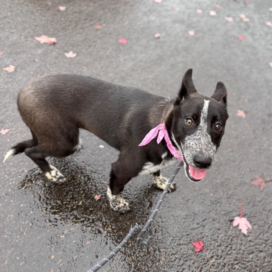 Enlarge Florance, a Adoptable mixed breed in Newberg, OR image 3/6