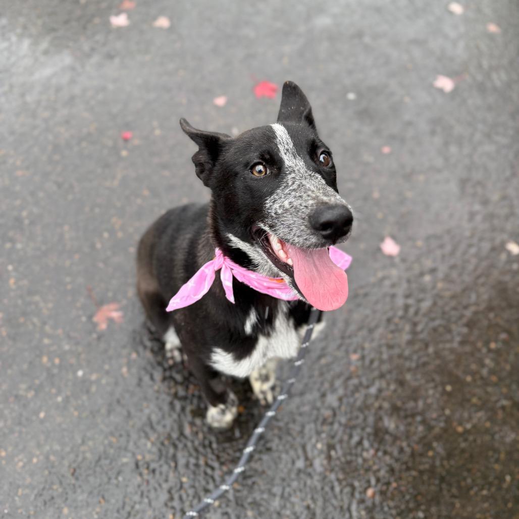 Enlarge Florance, a Adoptable mixed breed in Newberg, OR image 4/6