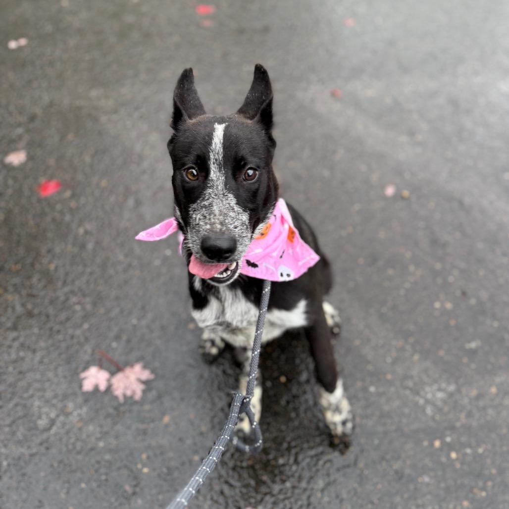 Enlarge Florance, a Adoptable mixed breed in Newberg, OR image 5/6