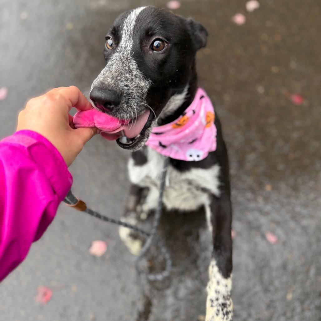 Enlarge Florance, a Adoptable mixed breed in Newberg, OR image 6/6