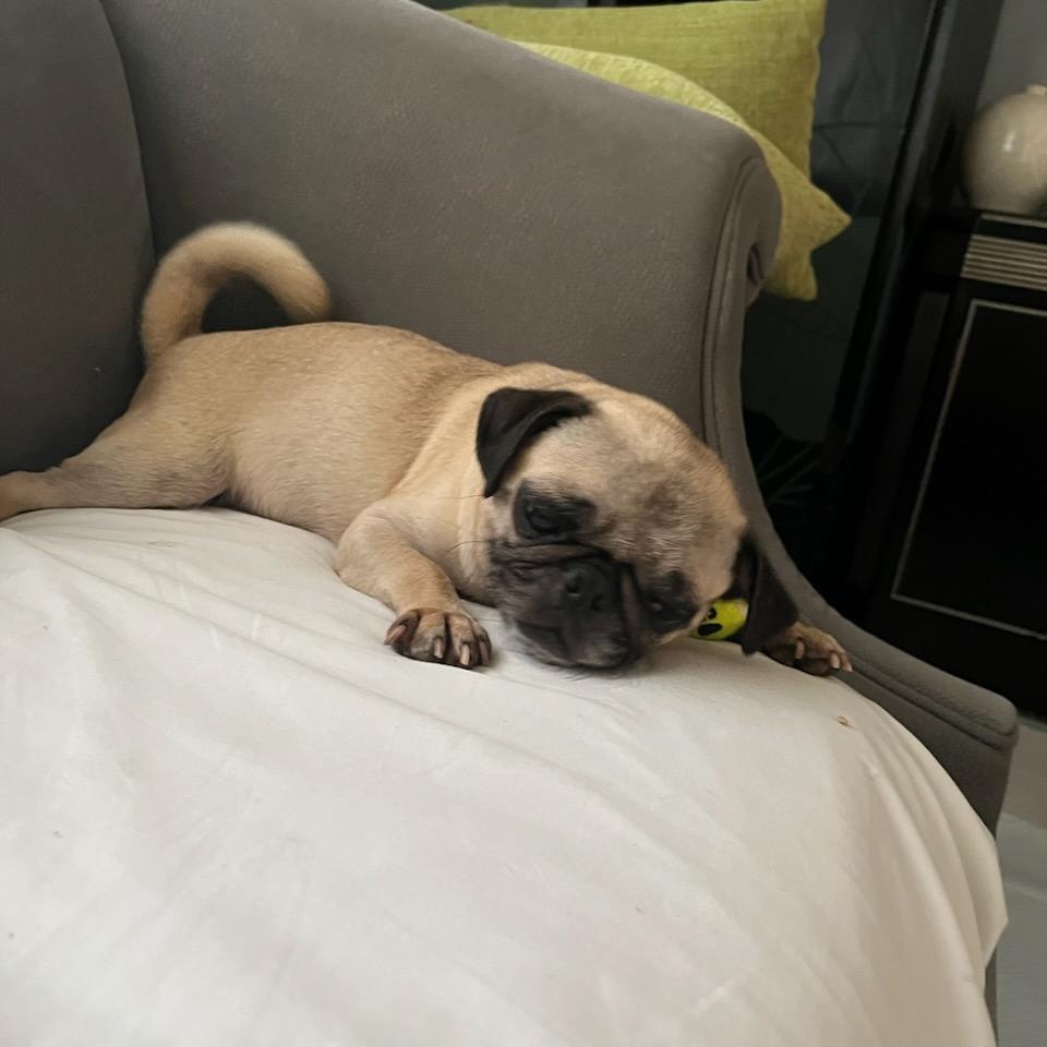 Enlarge Nina, a Adoptable Pug in Seal Beach, CA image 2/6