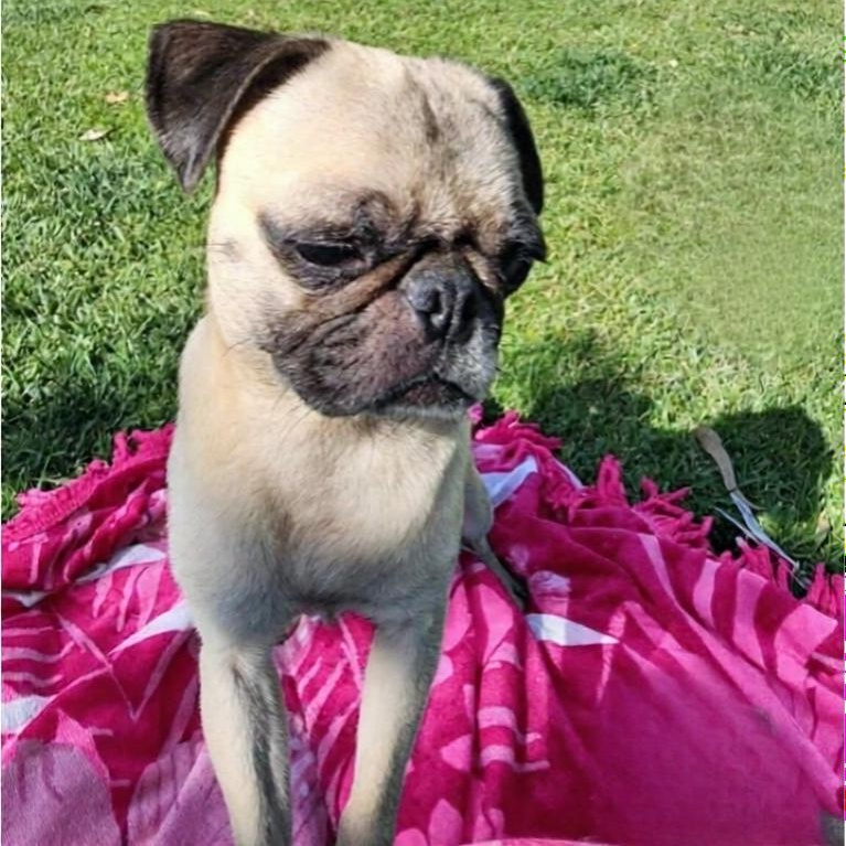 Enlarge Nina, a Adoptable Pug in Seal Beach, CA image 3/6