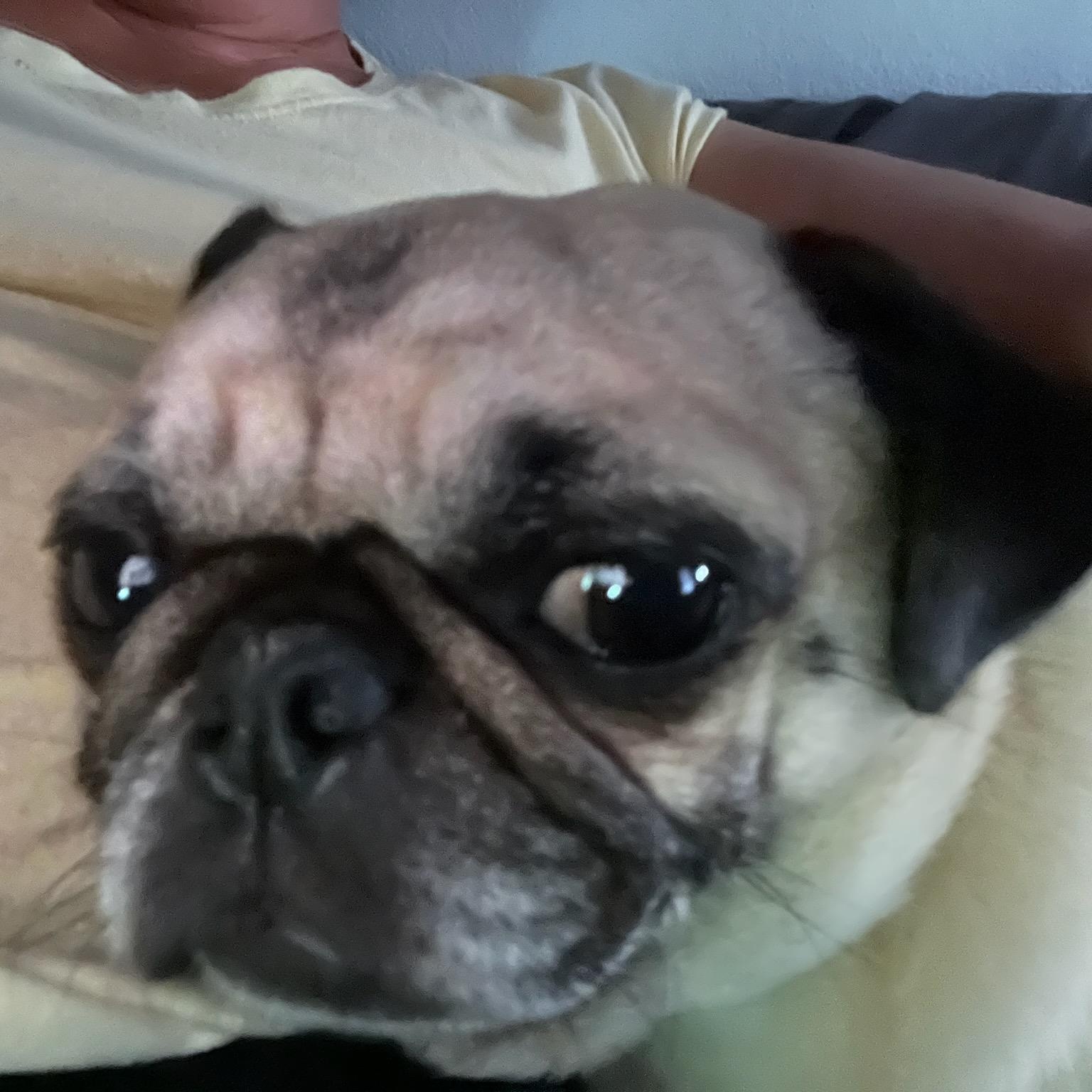 Enlarge Nina, a Adoptable Pug in Seal Beach, CA image 4/6