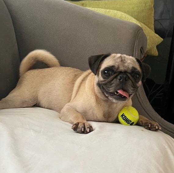 Enlarge Nina, a Adoptable Pug in Seal Beach, CA image 1/6