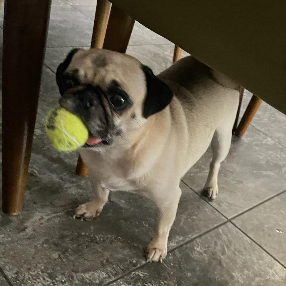 Enlarge Nina, a Adoptable Pug in Seal Beach, CA image 5/6
