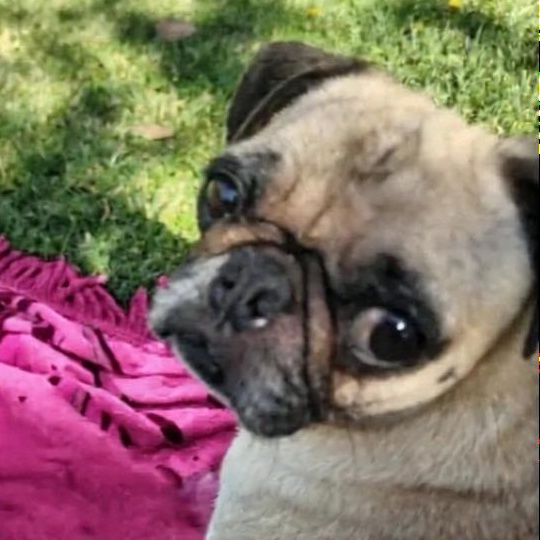 Enlarge Nina, a Adoptable Pug in Seal Beach, CA image 6/6