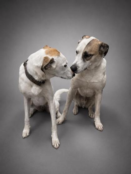 Rubble (BONDED W GABBY), Adoptable, Adult Male Shepherd & Mixed Breed.