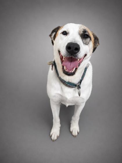Enlarge Rubble (BONDED W GABBY), a Adoptable mixed breed in Bowling Green, KY image 2/3