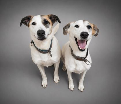 Enlarge Rubble (BONDED W GABBY), a Adoptable mixed breed in Bowling Green, KY image 3/3