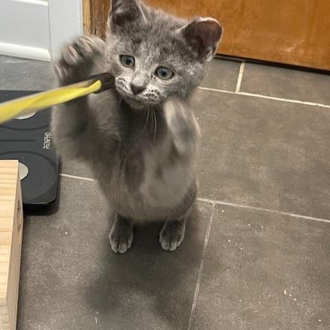 Enlarge HORATIO  FFC00293, an adopted mixed breed in Omaha, NE image 1/1