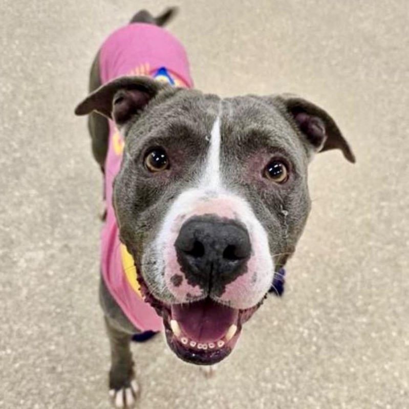 Enlarge Nina, a ADOPTABLE Pit Bull Terrier in Prince Frederick, MD image 2/5