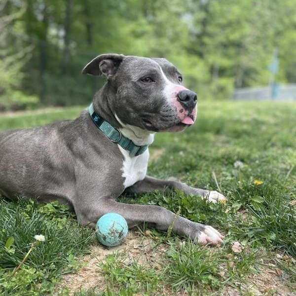 Enlarge Nina, a ADOPTABLE Pit Bull Terrier in Prince Frederick, MD image 4/5