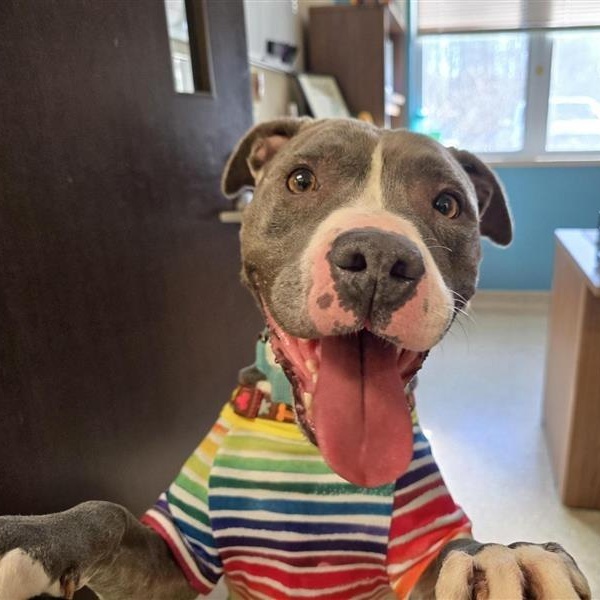 Enlarge Nina, a ADOPTABLE Pit Bull Terrier in Prince Frederick, MD image 5/5