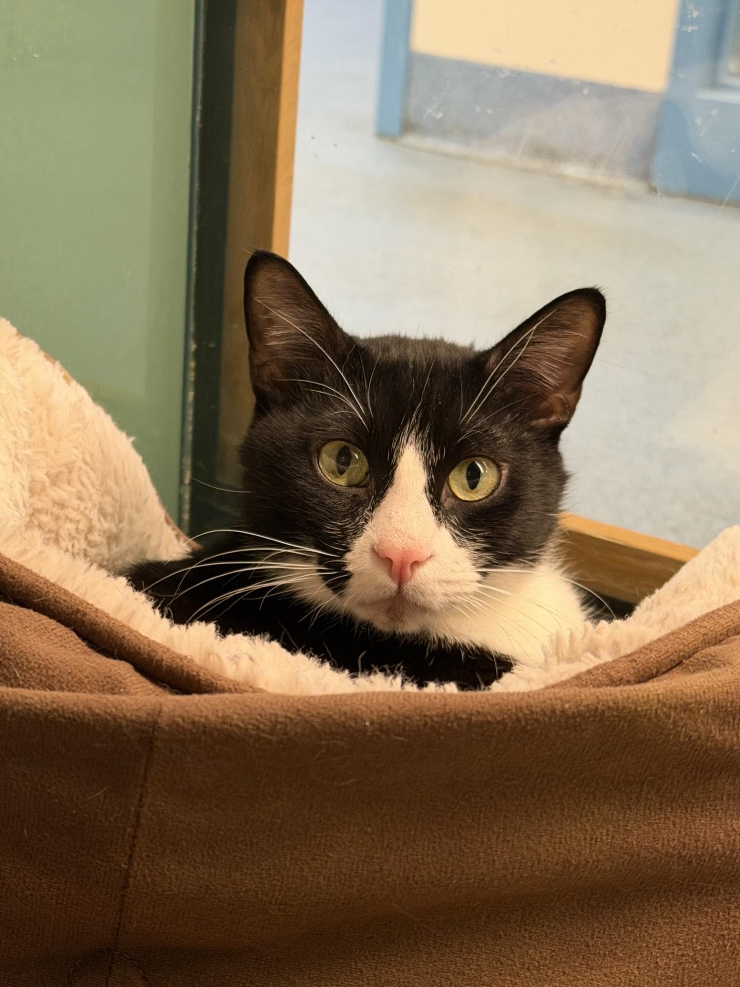 Enlarge Peanut, a ADOPTABLE Domestic Short Hair in Suffolk, VA image 1/1