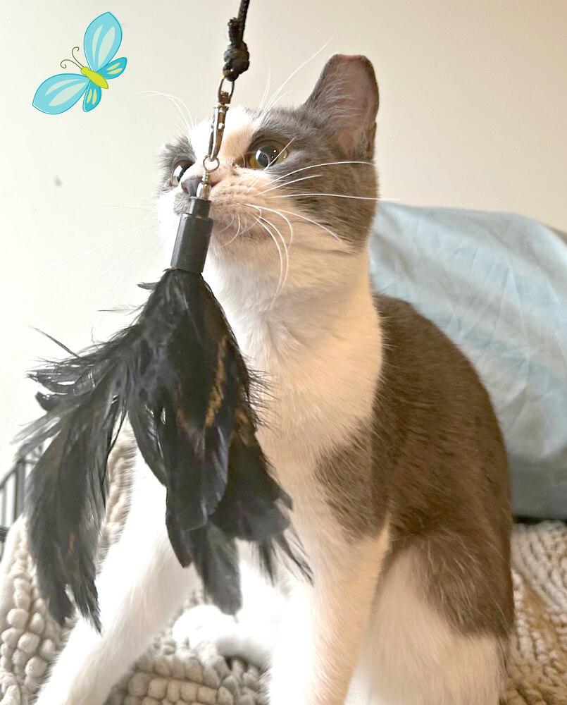 Misty, Adoptable, Kitten Female Domestic Short Hair.