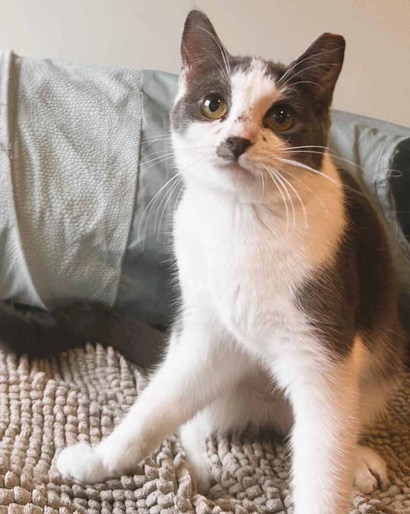 Misty, a Adoptable mixed breed in Mooresville, NC image 1/2