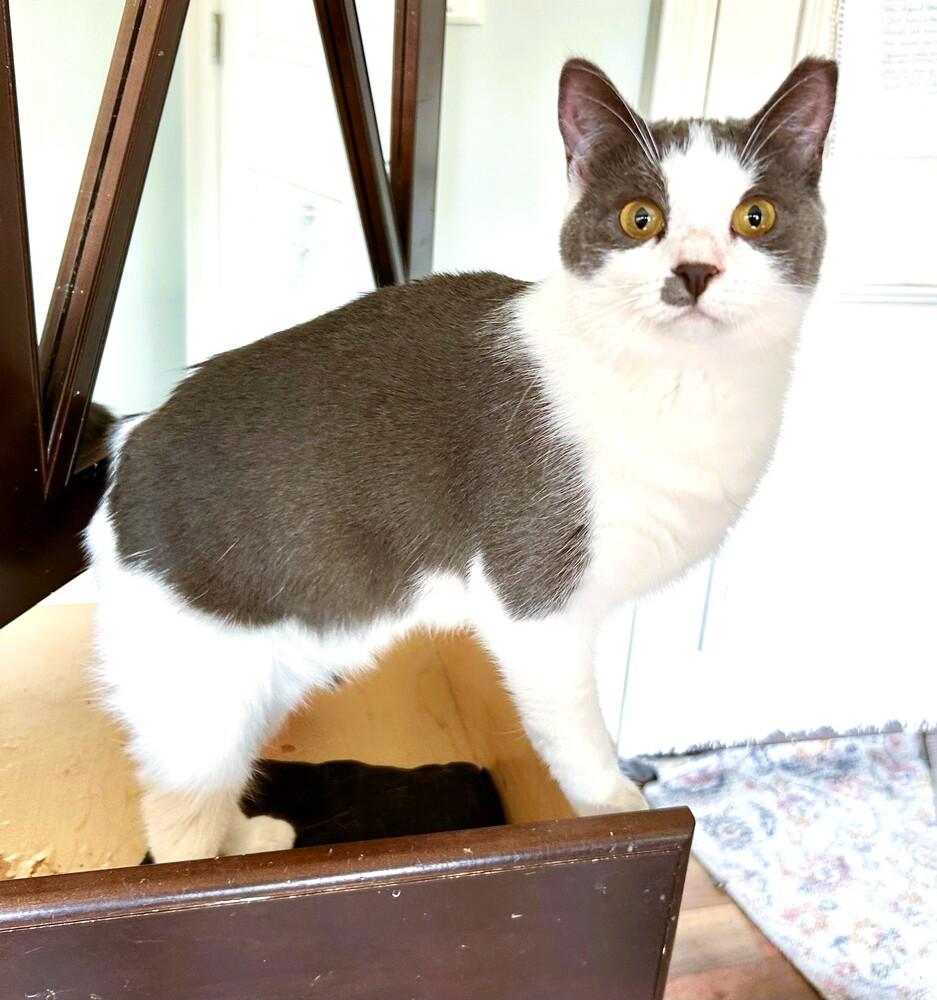 Misty, Adoptable, Kitten Female Domestic Short Hair.