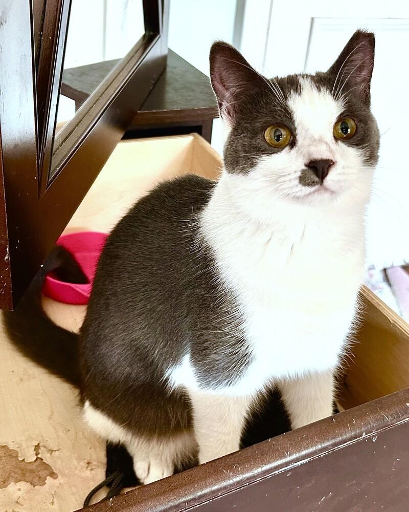 Misty, a Adoptable mixed breed in Mooresville, NC image 2/4
