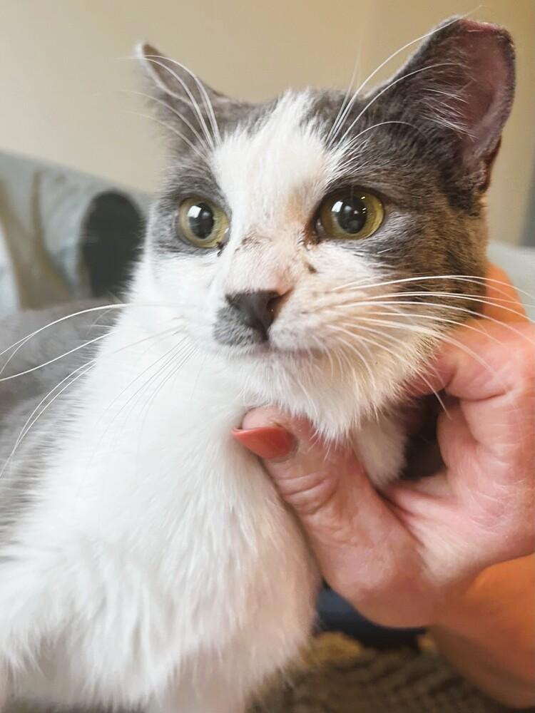 Misty, a Adoptable mixed breed in Mooresville, NC image 2/2