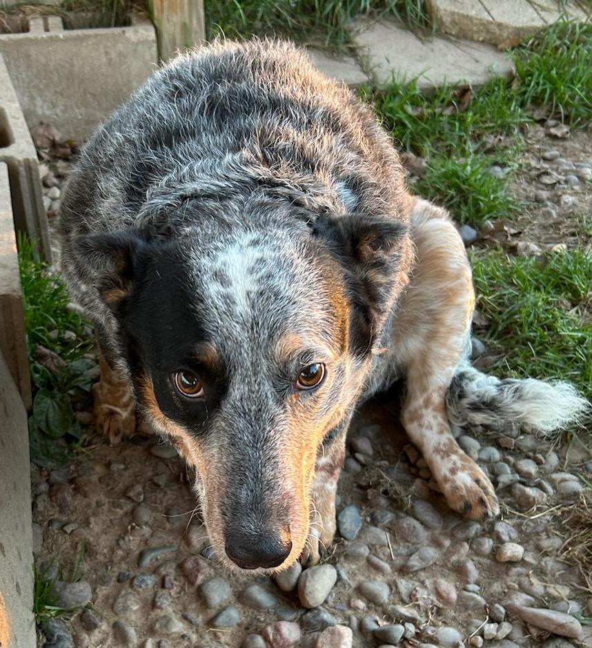 Enlarge Misty, a Adoptable Cattle Dog in Neillsville, WI image 4/5