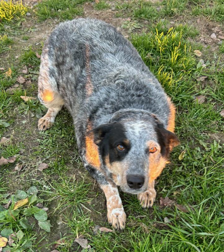Enlarge Misty, a Adoptable Cattle Dog in Neillsville, WI image 5/5