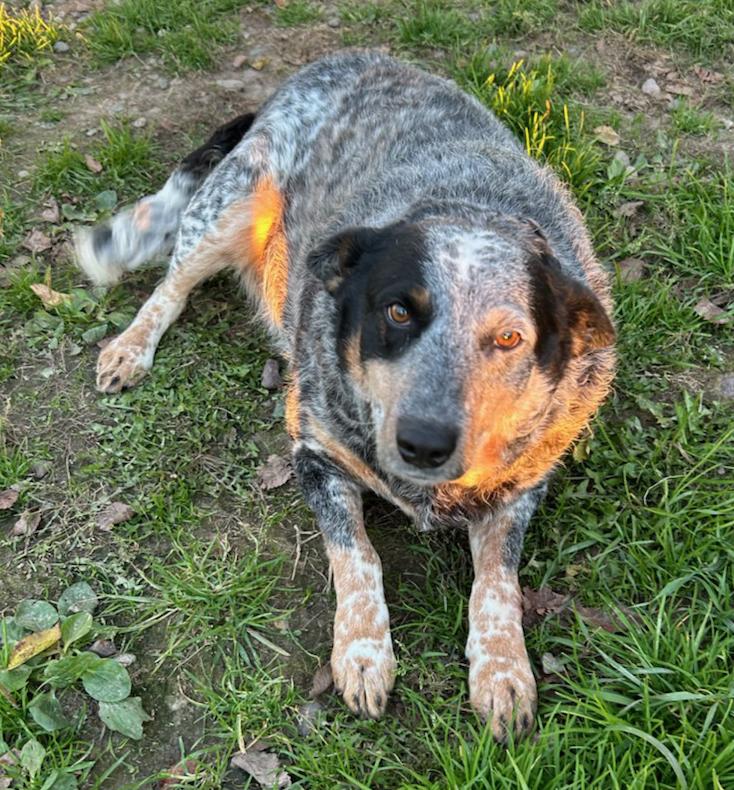 Enlarge Misty, a Adoptable Cattle Dog in Neillsville, WI image 1/5