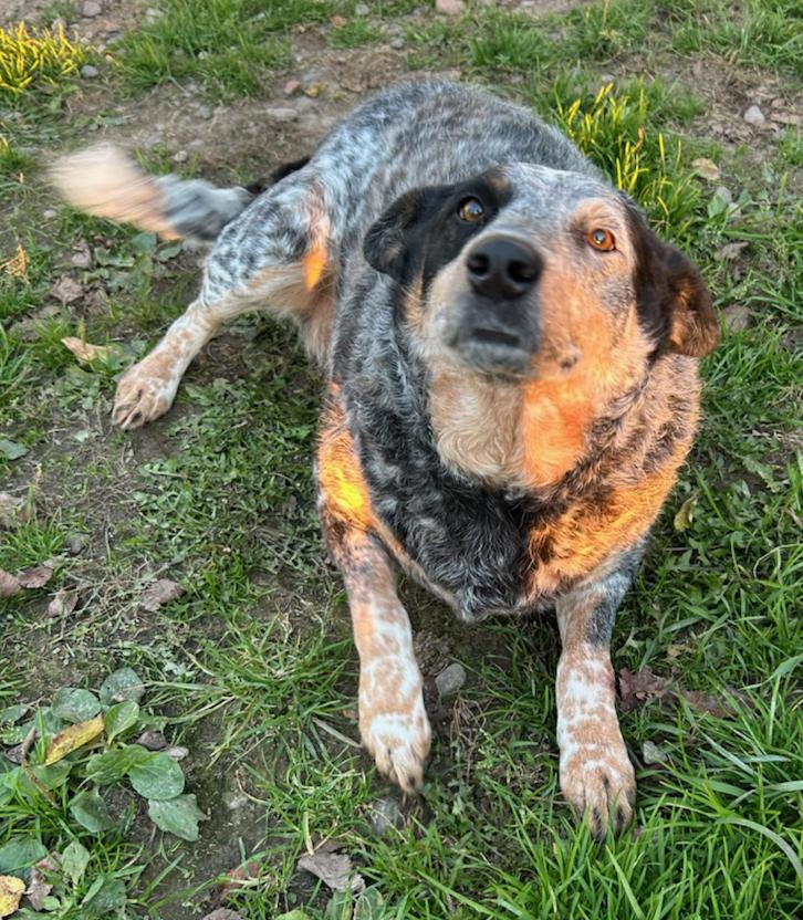 Enlarge Misty, a Adoptable Cattle Dog in Neillsville, WI image 3/5