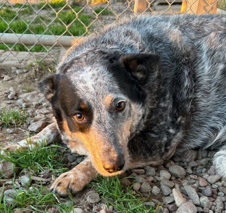 Enlarge Misty, a Adoptable Cattle Dog in Neillsville, WI image 2/5