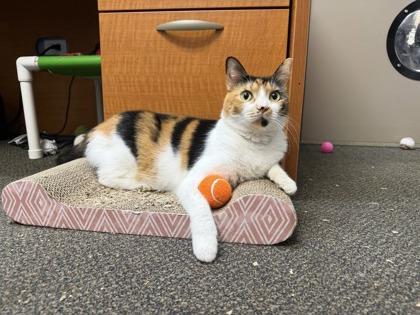 Enlarge Nena, a Adoptable mixed breed in Honolulu, HI image 1/3