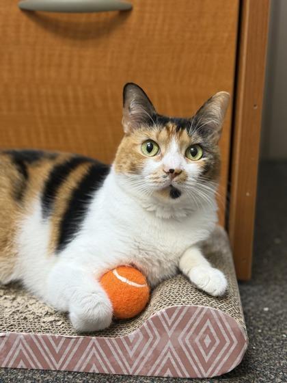 Enlarge Nena, a Adoptable mixed breed in Honolulu, HI image 2/3