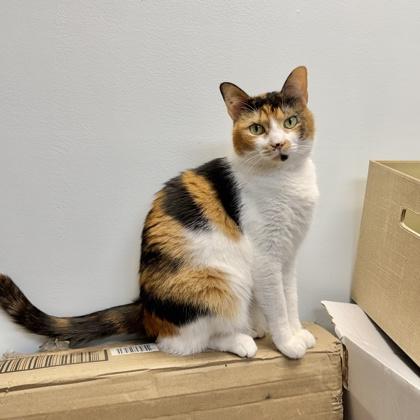 Enlarge Nena, a Adoptable mixed breed in Honolulu, HI image 3/3