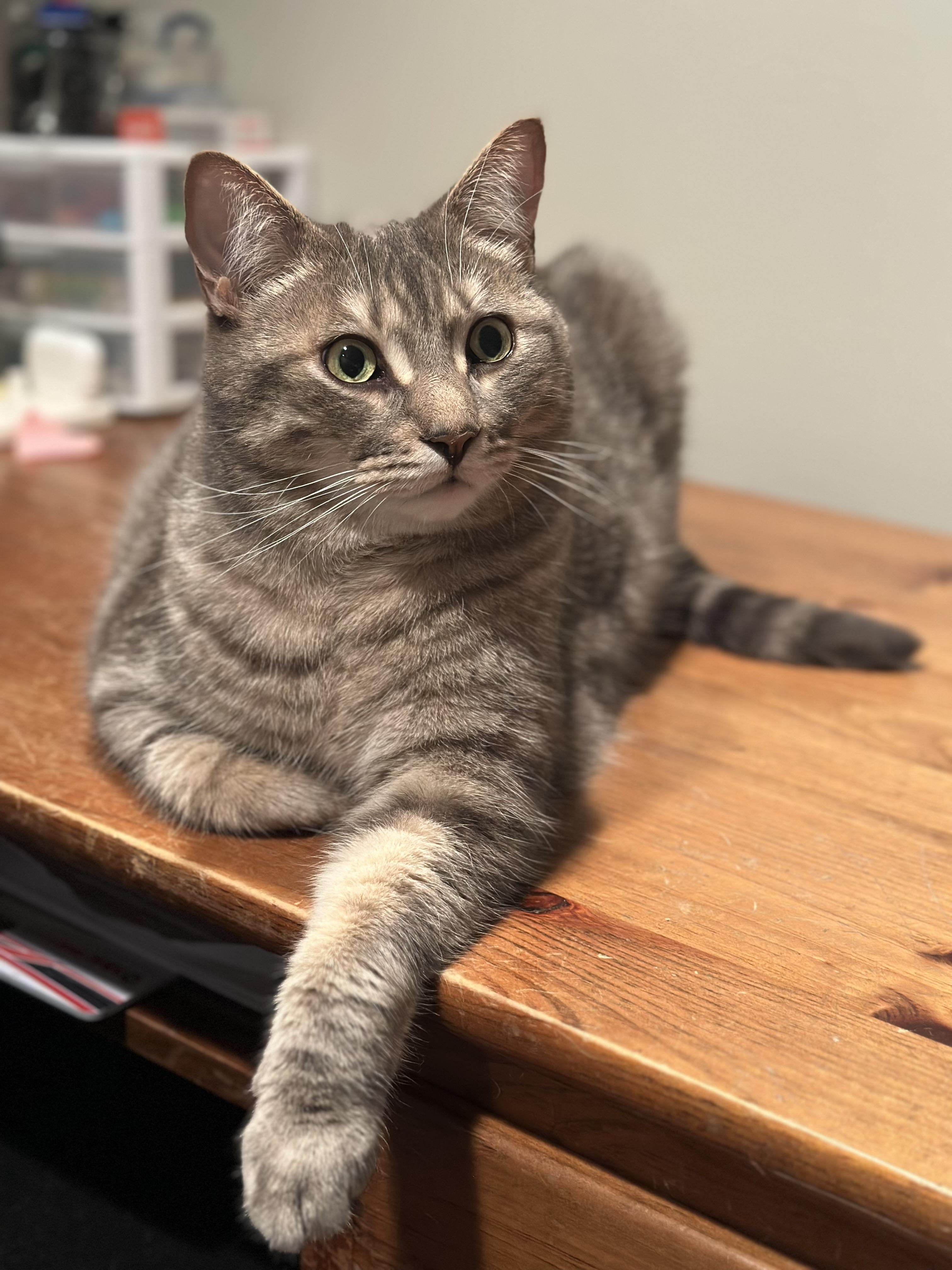 Enlarge Nutmeg, a Adoptable Domestic Short Hair in Brantford, ON image 2/5