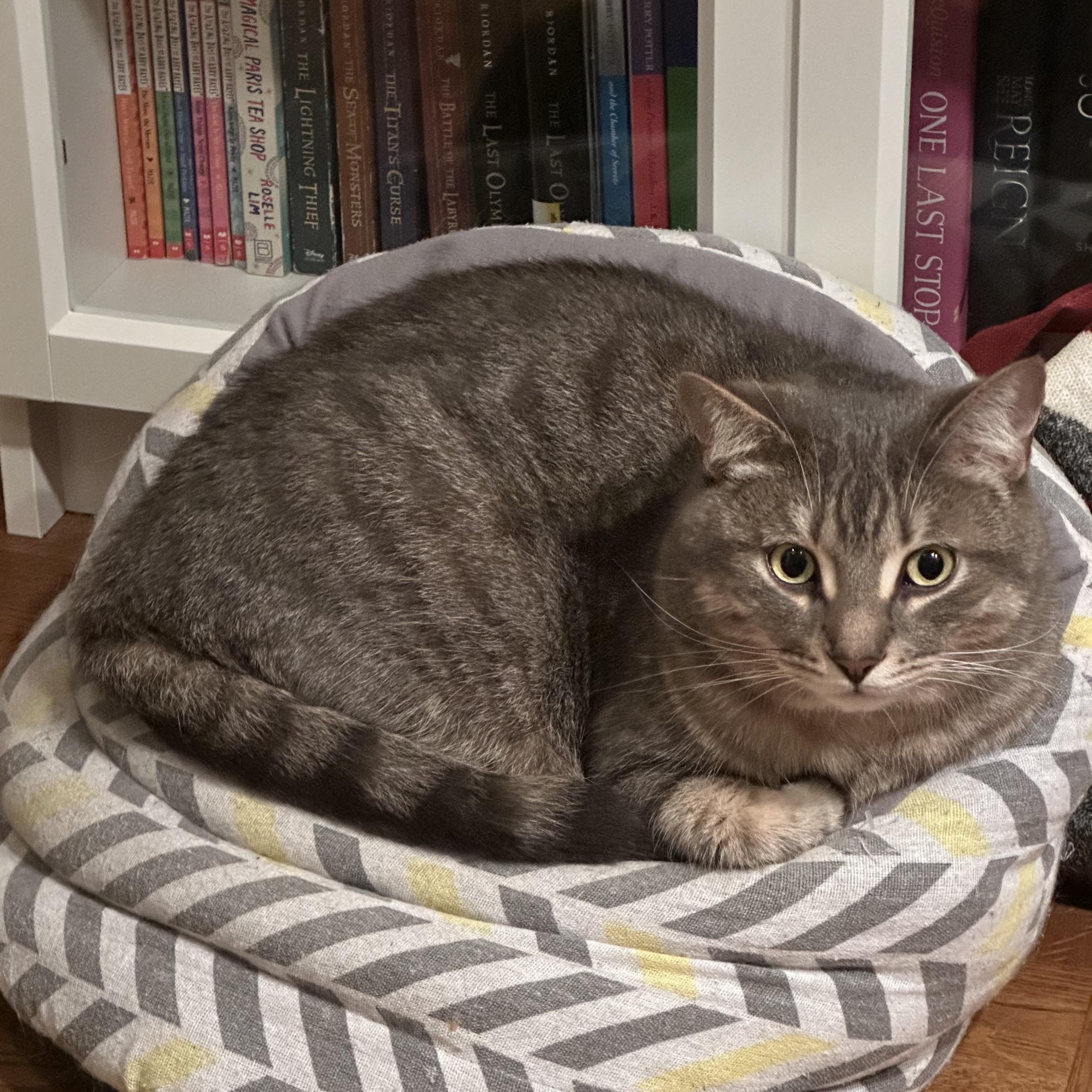 Enlarge Nutmeg, a Adoptable Domestic Short Hair in Brantford, ON image 4/5