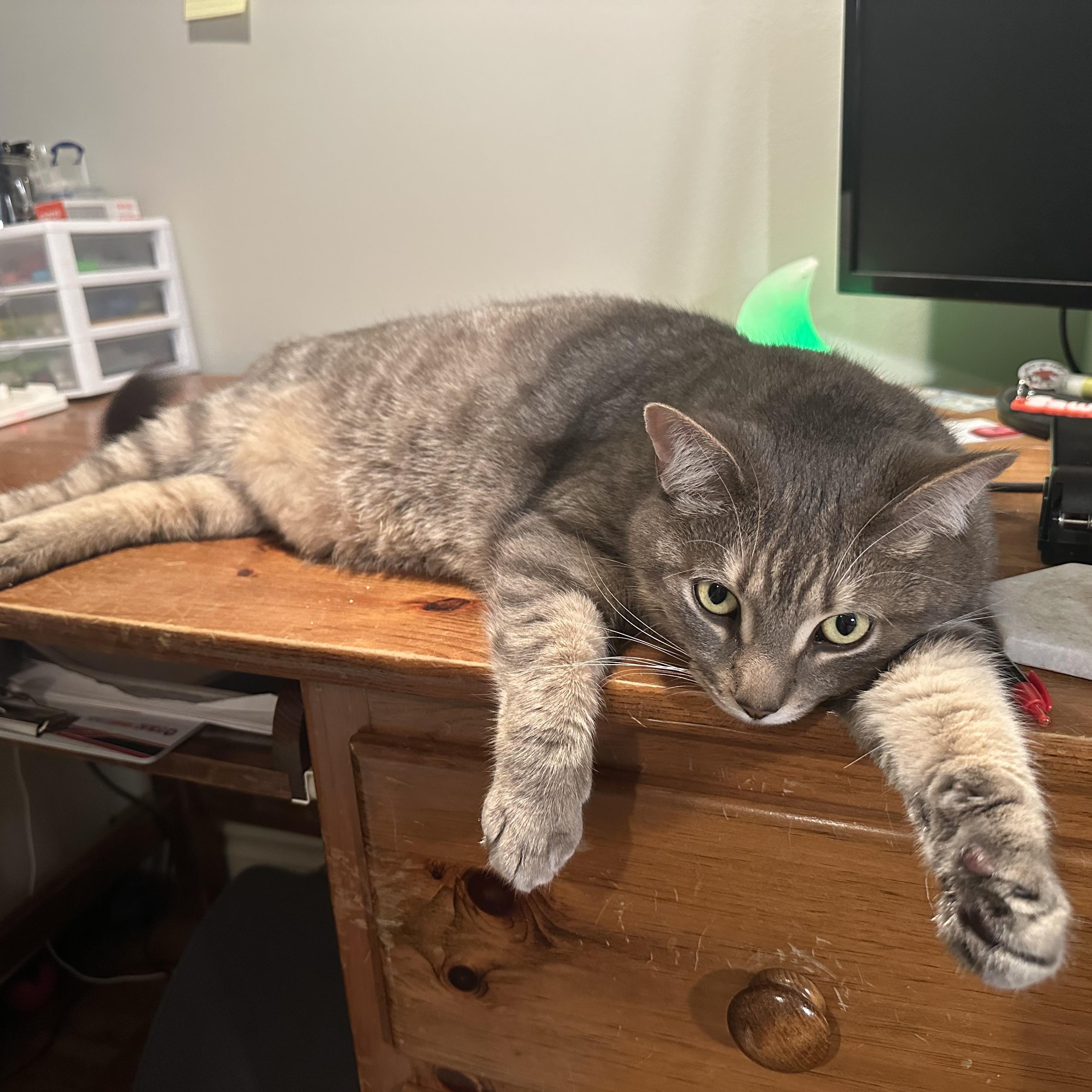 Enlarge Nutmeg, a Adoptable Domestic Short Hair in Brantford, ON image 5/5