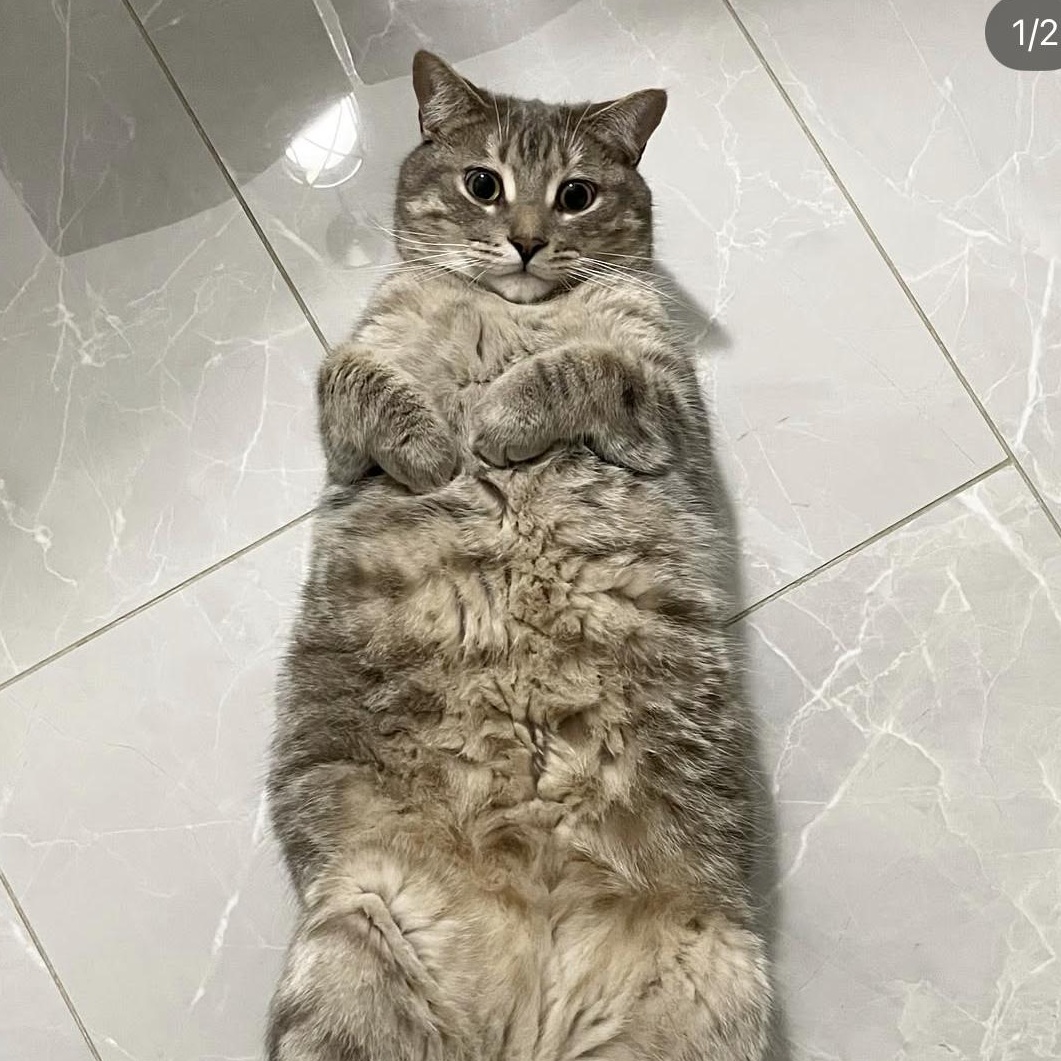 Enlarge Nutmeg, a Adoptable Domestic Short Hair in Brantford, ON image 1/5