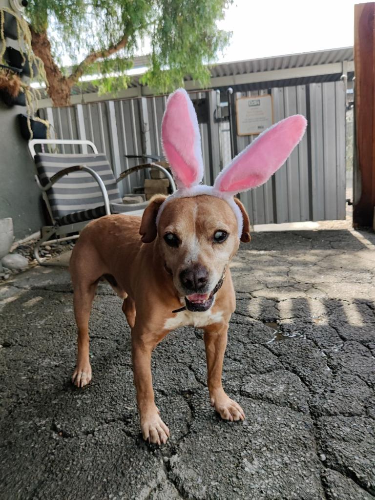 CORNBREAD (Blind Senior), a Adoptable mixed breed in Pasadena, CA image 5/6