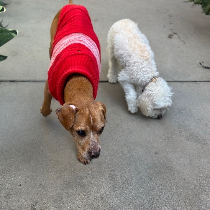 CORNBREAD (Blind Senior), a Adoptable mixed breed in Pasadena, CA image 6/6
