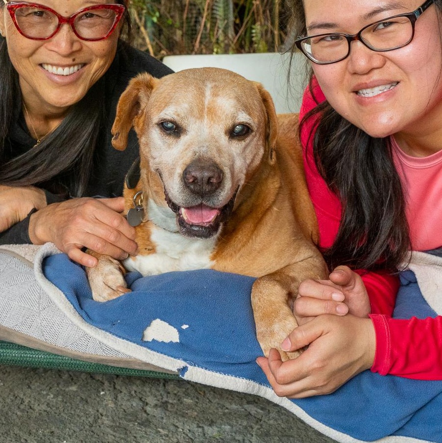 CORNBREAD (Blind Senior), a Adoptable mixed breed in Pasadena, CA image 4/6