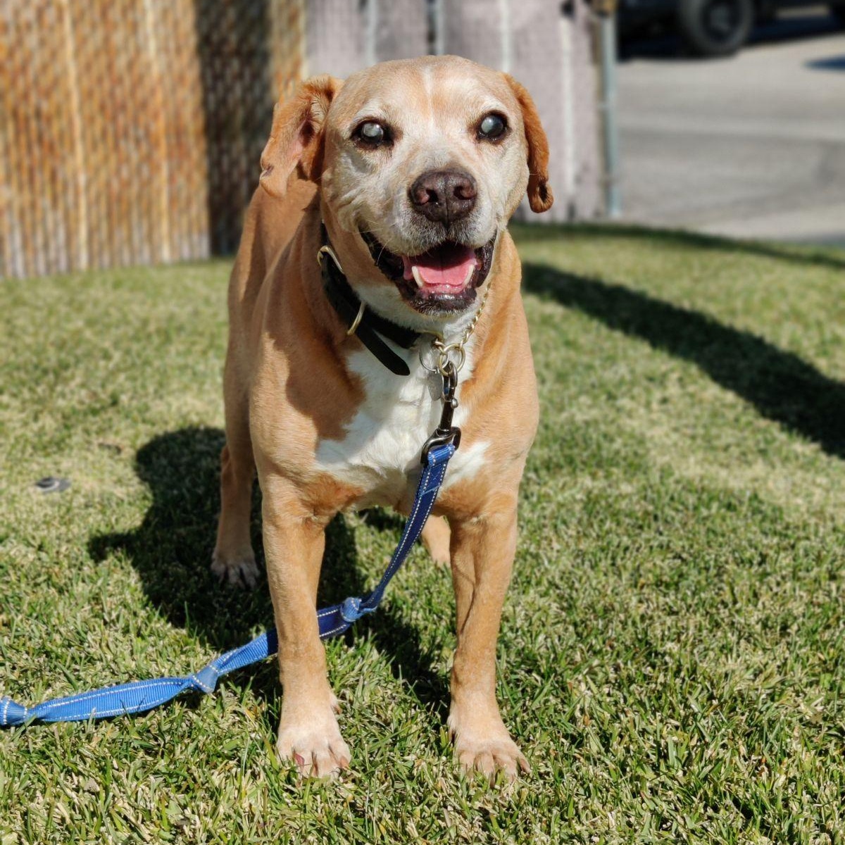 CORNBREAD (Blind Senior), a Adoptable mixed breed in Pasadena, CA image 3/6