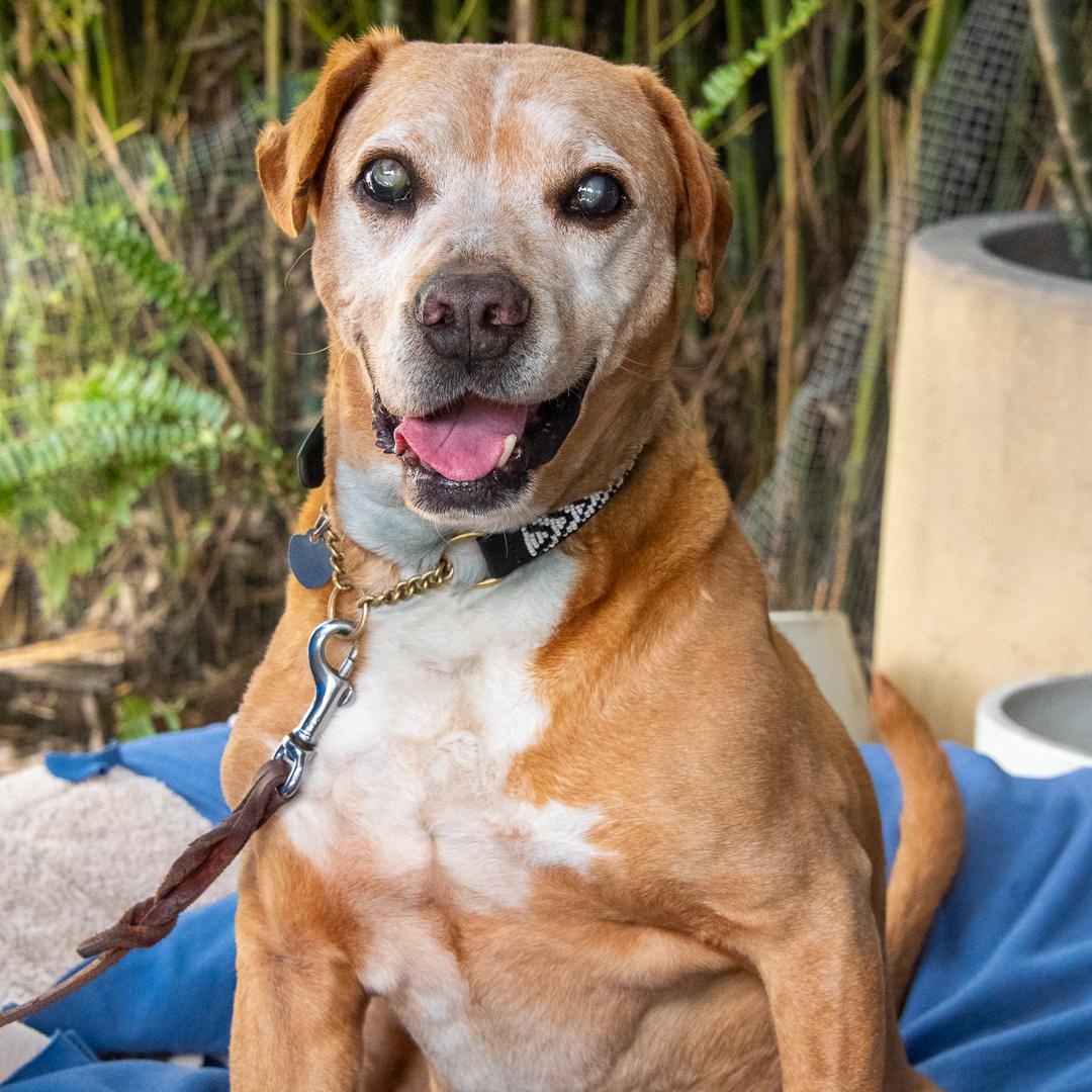 CORNBREAD (Blind Senior), a Adoptable mixed breed in Pasadena, CA image 1/6
